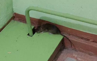 Уничтожение мышей в подъезде жилого дома дома в Высоковске