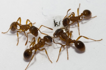 Уничтожение муравьев   в Высоковске 