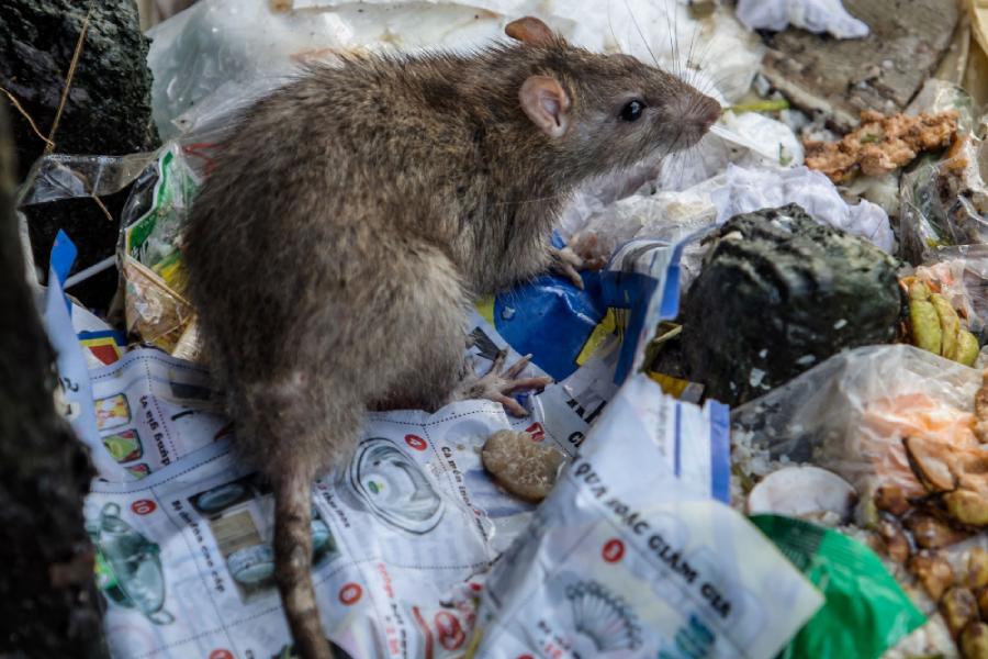 Уничтожение мышей в подвале многоквартирного жилого дома